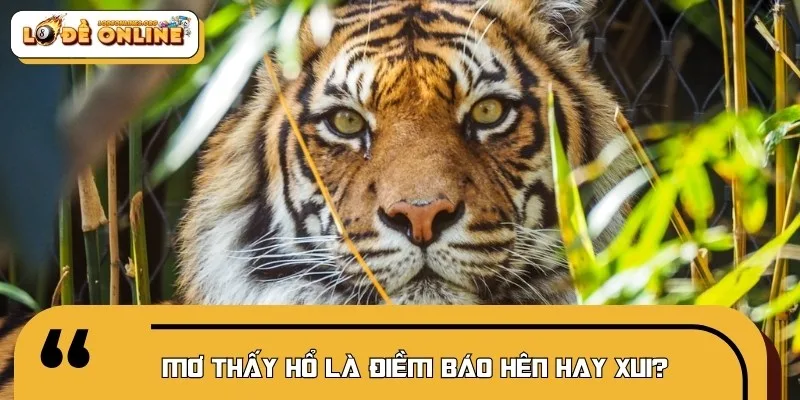 Nằm mơ thấy hổ có thể hên hoặc xui tùy tình huống